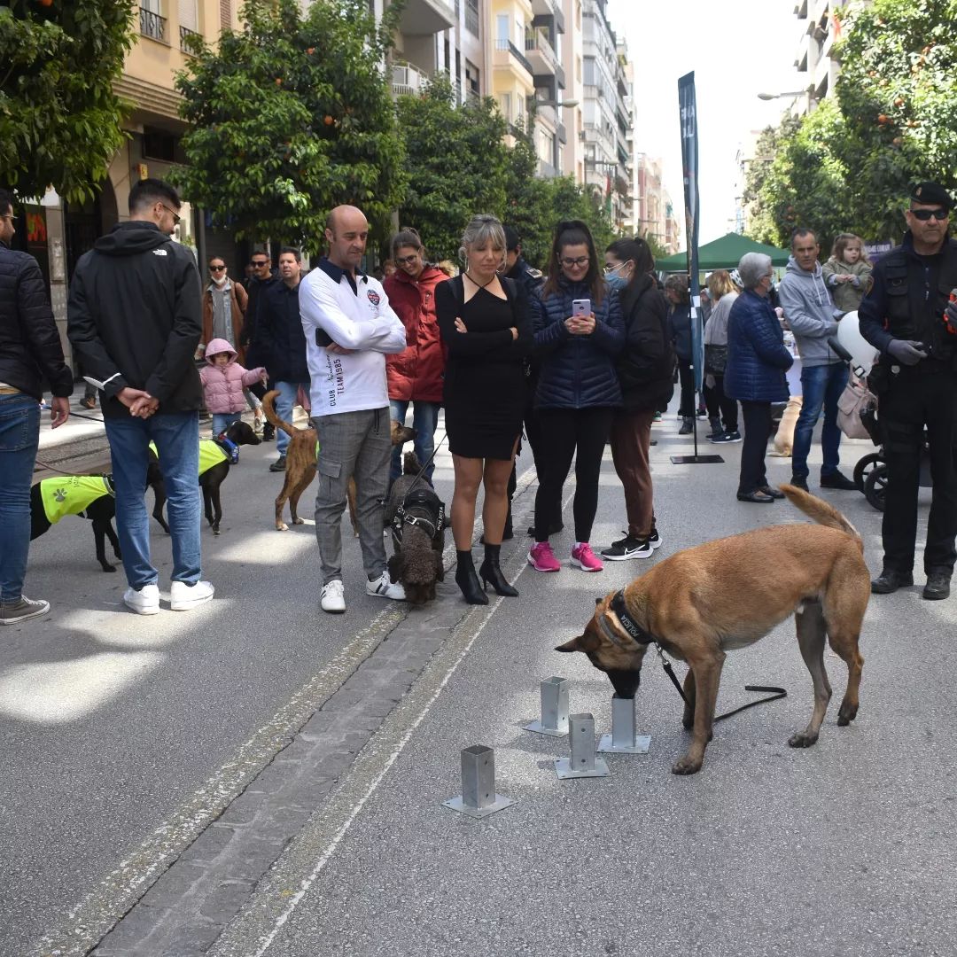 dia sin coche recogidas 2022 actividades