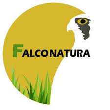 Falconatura